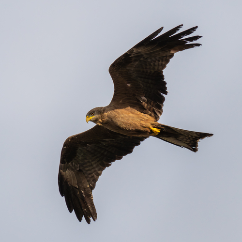 Black Kite