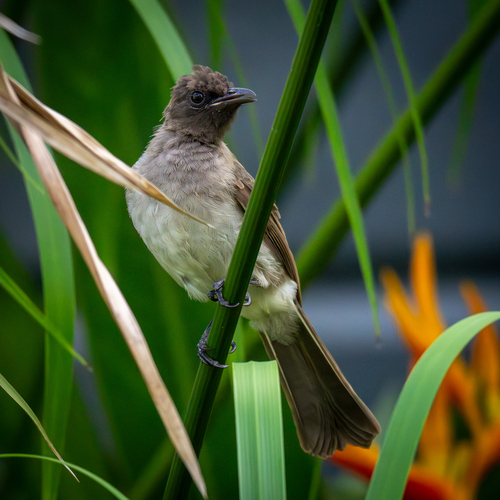 Common Bulbul