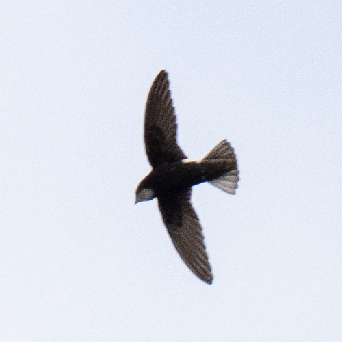 Little Swift