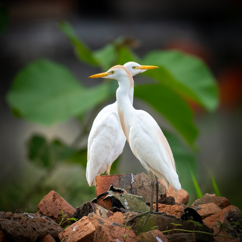 Western Cattle-Egret