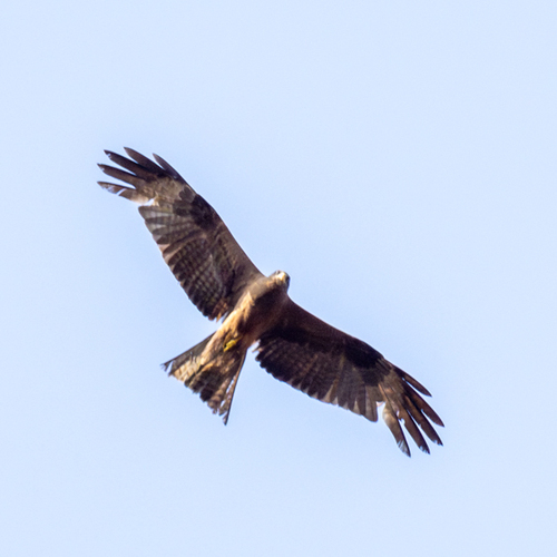 Black Kite