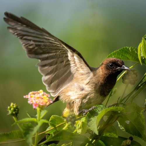 Common Bulbul