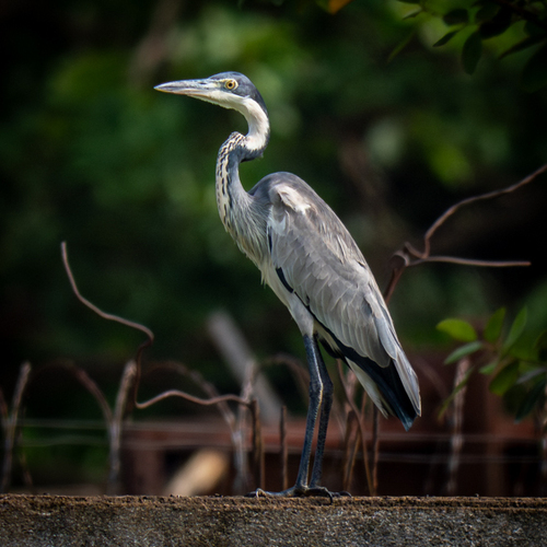 Black-headed Heron