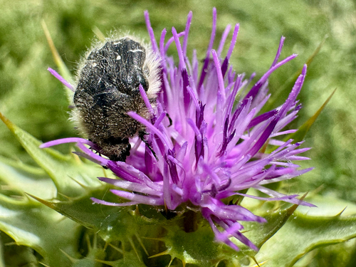 Apple Blossom Beetle