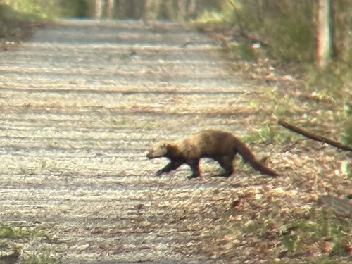 Fisher observed by lukeberg