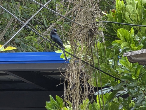 Greater Racket-tailed Drongo