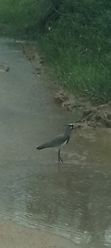 Southern Lapwing