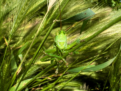 Great Green Bush-cricket