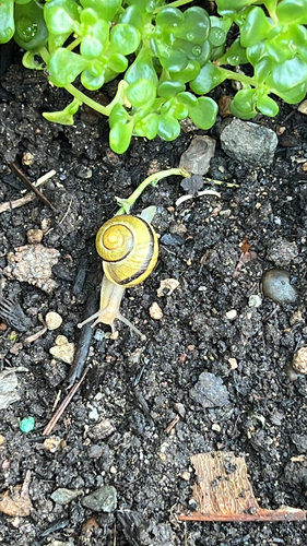Cepaea nemoralis