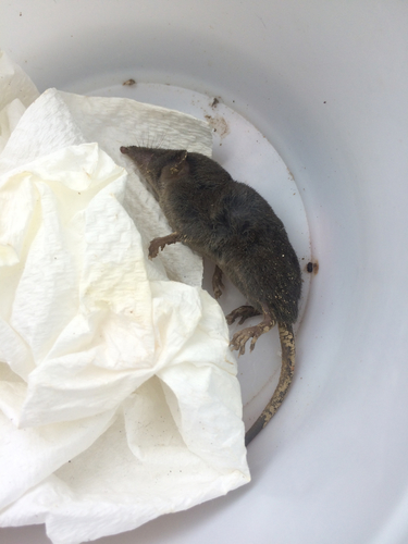 Chinese White-toothed Shrew (Crocidura rapax) — Data Deficient Mammalia