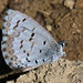 Mariposa Azur - Photo (c) Tom Fishburn, todos los derechos reservados, uploaded by Tom Fishburn