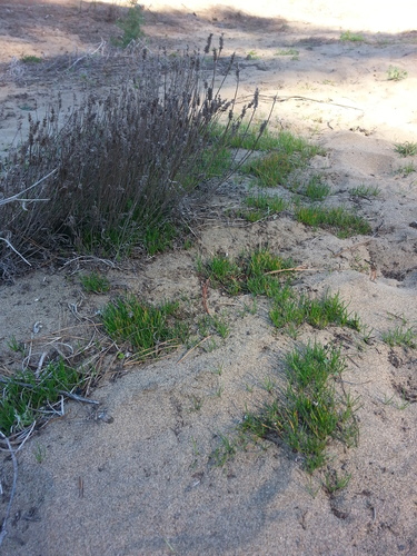 Dotseed Plantain seedling