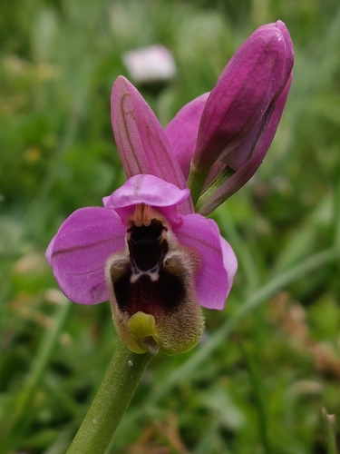 Ophrys tenthredinifera ficalhoana