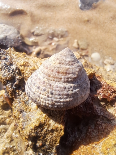 Clanculus pharaonius