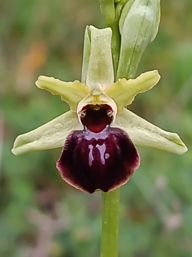 Early Spider-orchid