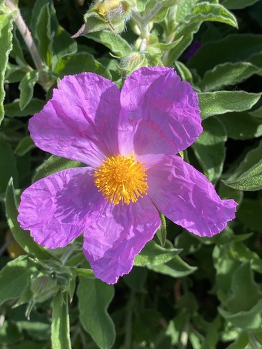 iNaturalist observation photo of Hoary Rock-rose
