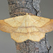 Scrub Euchlaena Moth - Photo (c) David Beadle, all rights reserved, uploaded by dbeadle