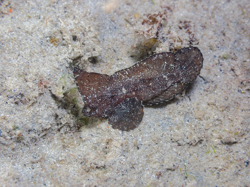 Redskinfish — seen at this dive site