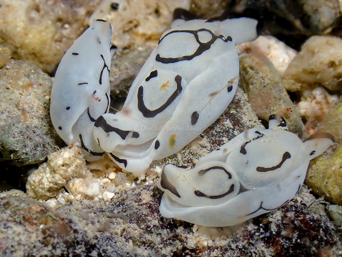 Tubulophilinopsis pilsbryi