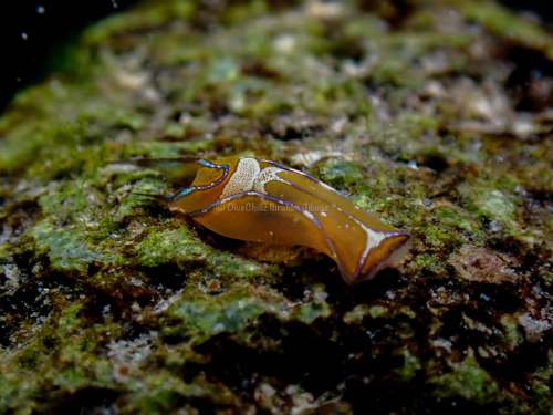 Chelidonura hirundinina