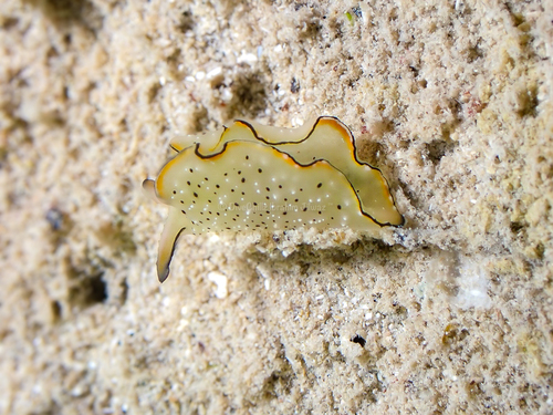 Elysia marginata