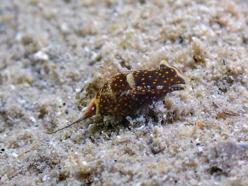 Biuve fulvipunctata