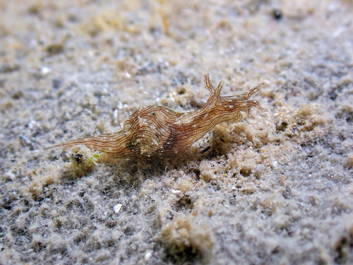 Stylocheilus striatus