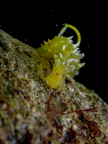 Stylocheilus longicauda