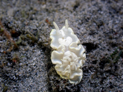 Glossodoris pallida
