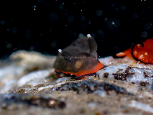 Dendrodoris nigra
