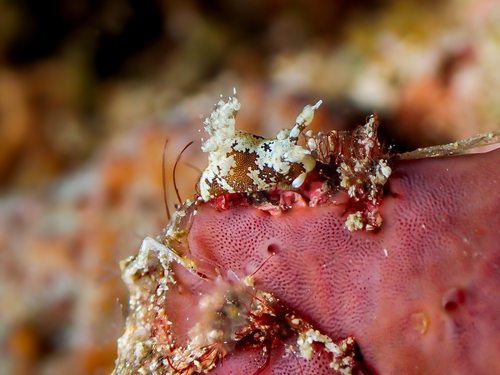 Trapania euryeia