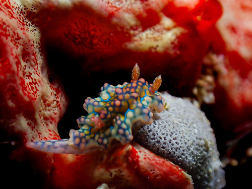 Miamira sinuata