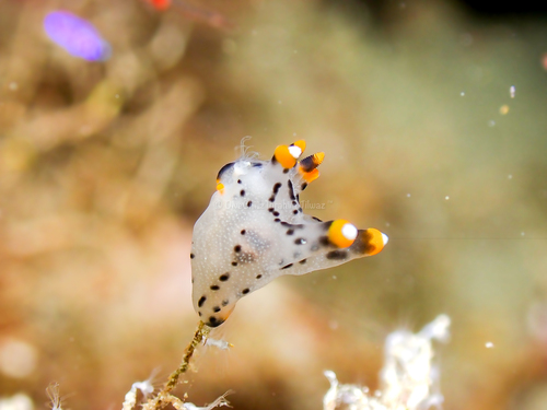 Thecacera picta