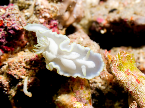 Glossodoris pallida