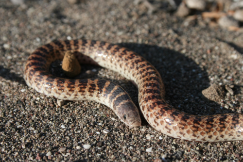 Banded Sand Snake