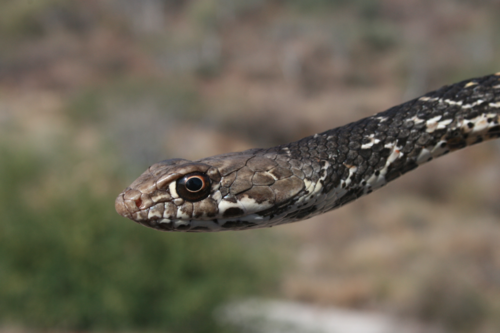 Baja California Coachwhip