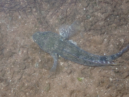 Bathygobius coalitus