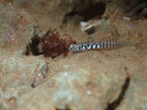 Kelloggella oligolepis