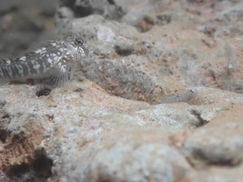Istiblennius zebra