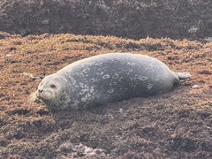 Harbor Seal