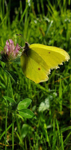 Common Brimstone
