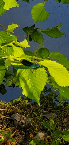 Banded Demoiselle