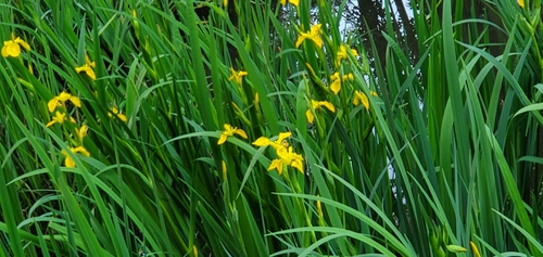 Yellow Iris