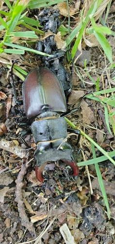 European Stag Beetle