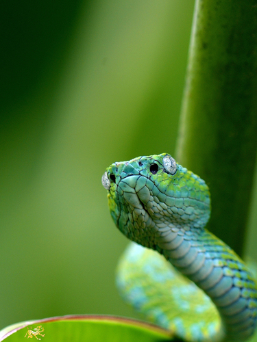 Guatemala Palm Pit Viper