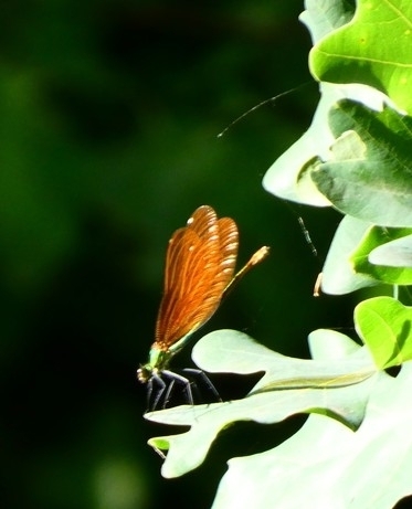 Beautiful Demoiselle