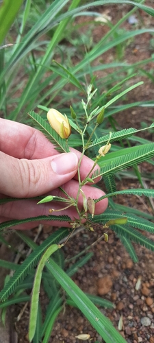 Texas Sensitive Pea