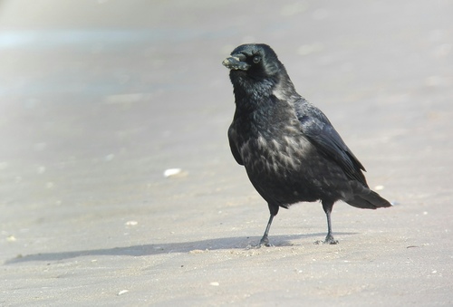 Hooded × Carrion Crow