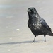 Hooded × Carrion Crow - Photo (c) wouterteunissen, all rights reserved, uploaded by wouterteunissen
