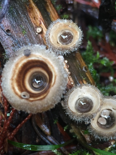 jellied bird's nest fungus